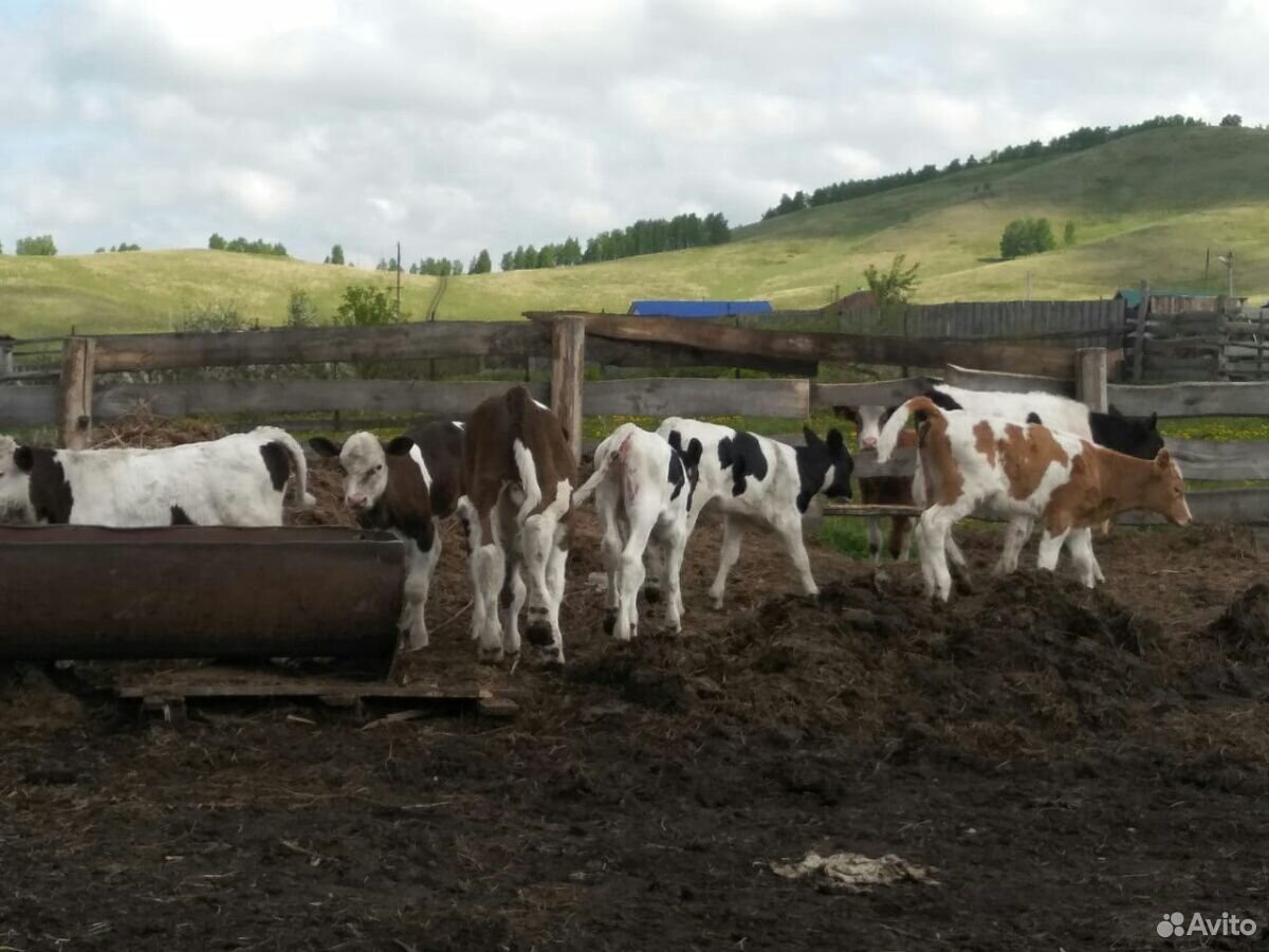 Продам 13 коров и 10 телят купить на Зозу.ру - фотография № 3