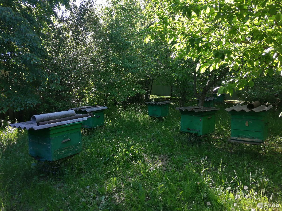 Пчелиный рой, пчелы, пчелиная семья, ульи с пчелам купить на Зозу.ру - фотография № 2