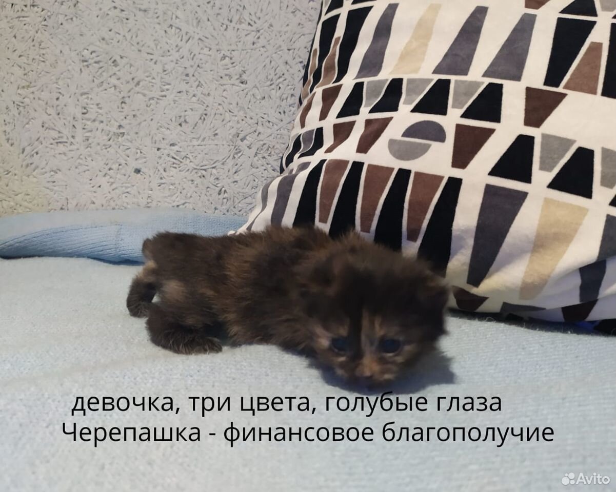 Котята. Котенок купить на Зозу.ру - фотография № 2
