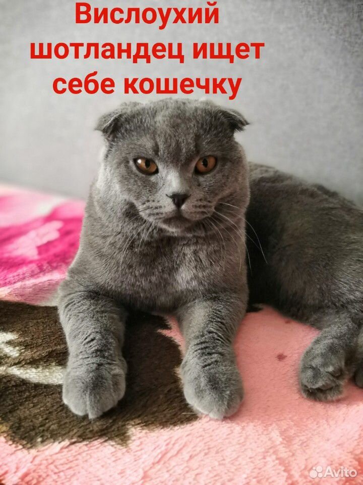 Шотландский кот ищет себе кошечку купить на Зозу.ру - фотография № 1