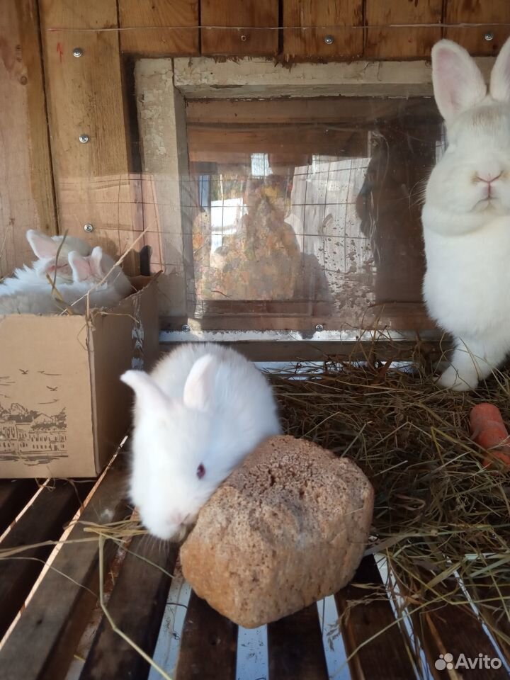 Кролик новозеландский белый. нзб купить на Зозу.ру - фотография № 5