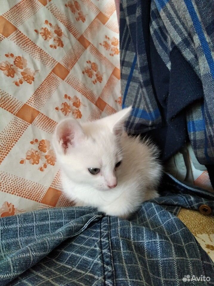 Кот белый купить на Зозу.ру - фотография № 1