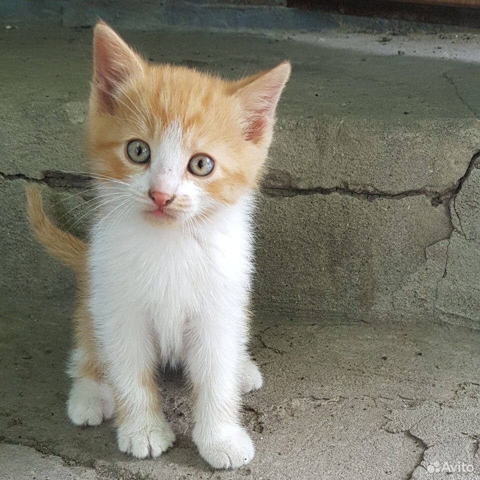 Котик рыжий с белым купить на Зозу.ру - фотография № 3