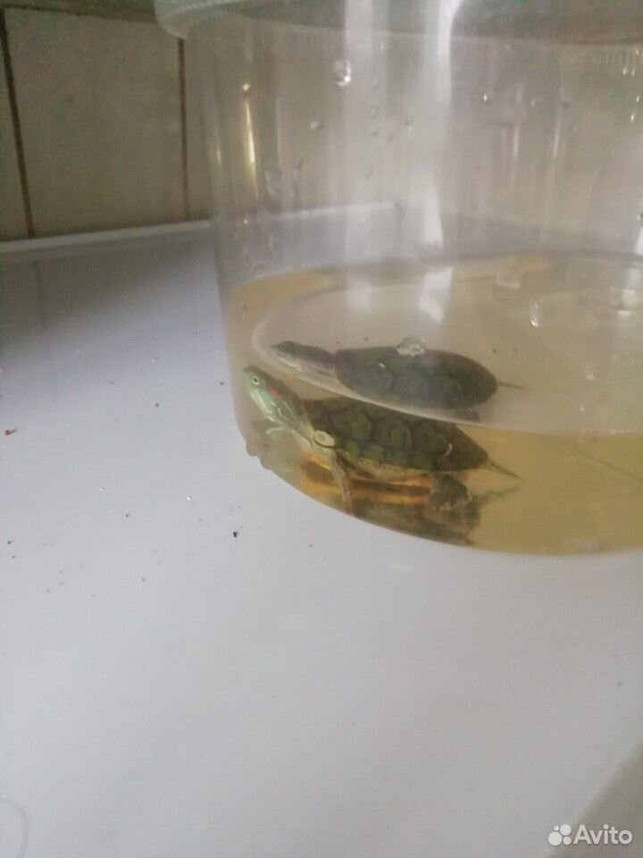 Черепаха с аквариумом купить на Зозу.ру - фотография № 4