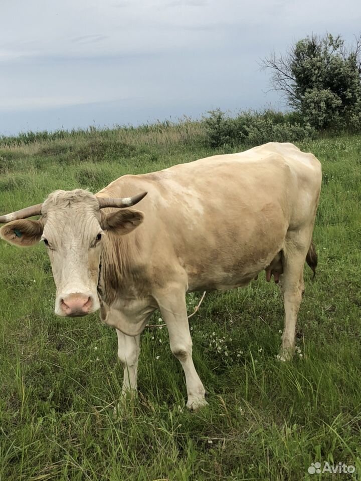 Корова на мясо купить на Зозу.ру - фотография № 4