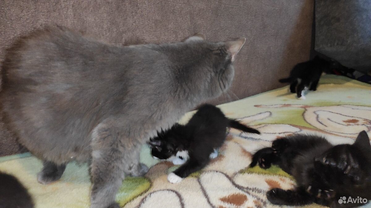 Котята смешанные чёрно-белые и чёрные от британско купить на Зозу.ру - фотография № 5