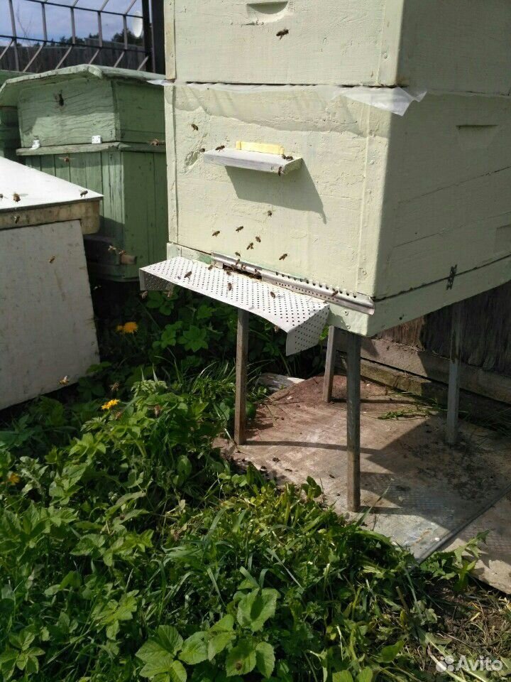 Продажа пчелосемьи и пчелопакеты купить на Зозу.ру - фотография № 1