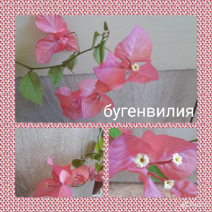 Красиво цветущие растения купить на Зозу.ру - фотография № 7