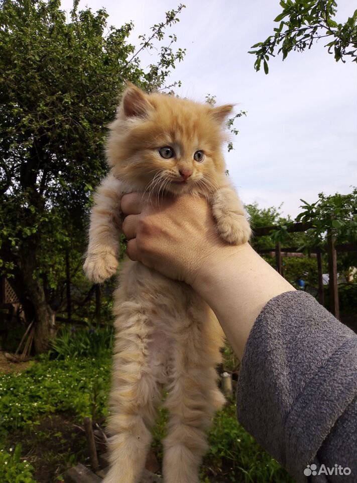 Котёнок в хорошие руки купить на Зозу.ру - фотография № 1