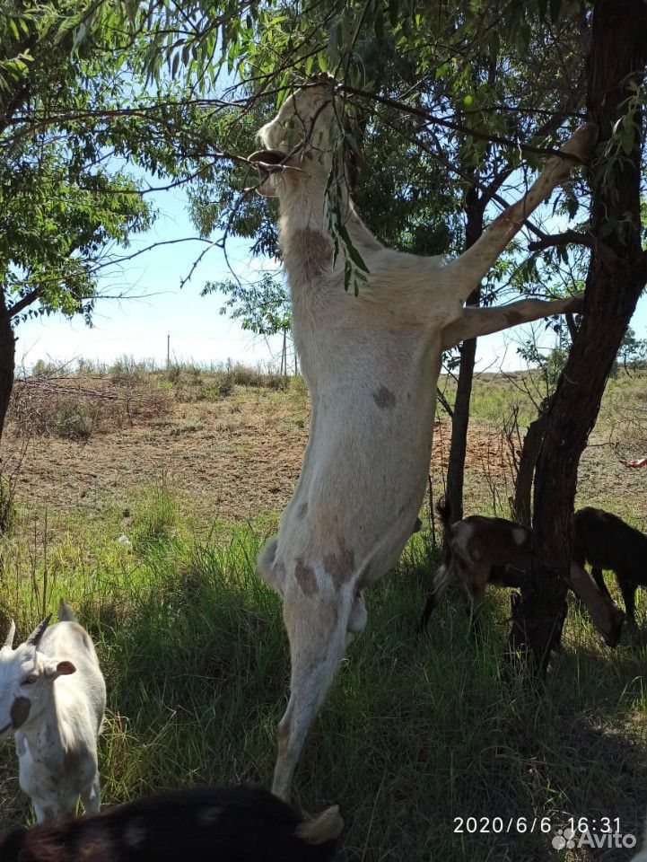 Нубийский козёл,козы,козлята купить на Зозу.ру - фотография № 3