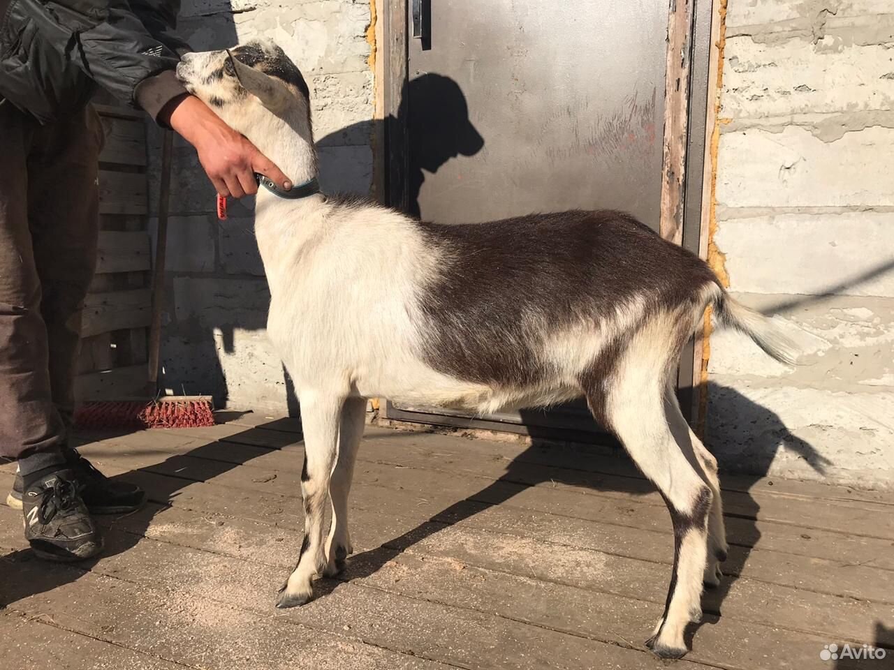 Коза 1 год. Смесь козы альпийки иинубийца фото козлят.