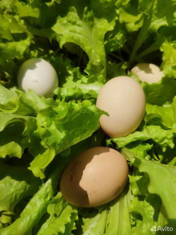 Домашние куриные яйца био на чистых кормах купить на Зозу.ру - фотография № 2