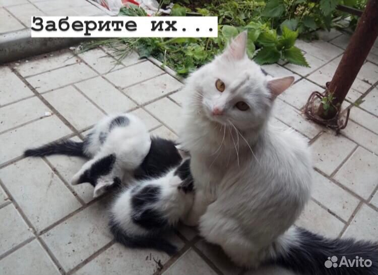 Котята 2 месяца купить на Зозу.ру - фотография № 10