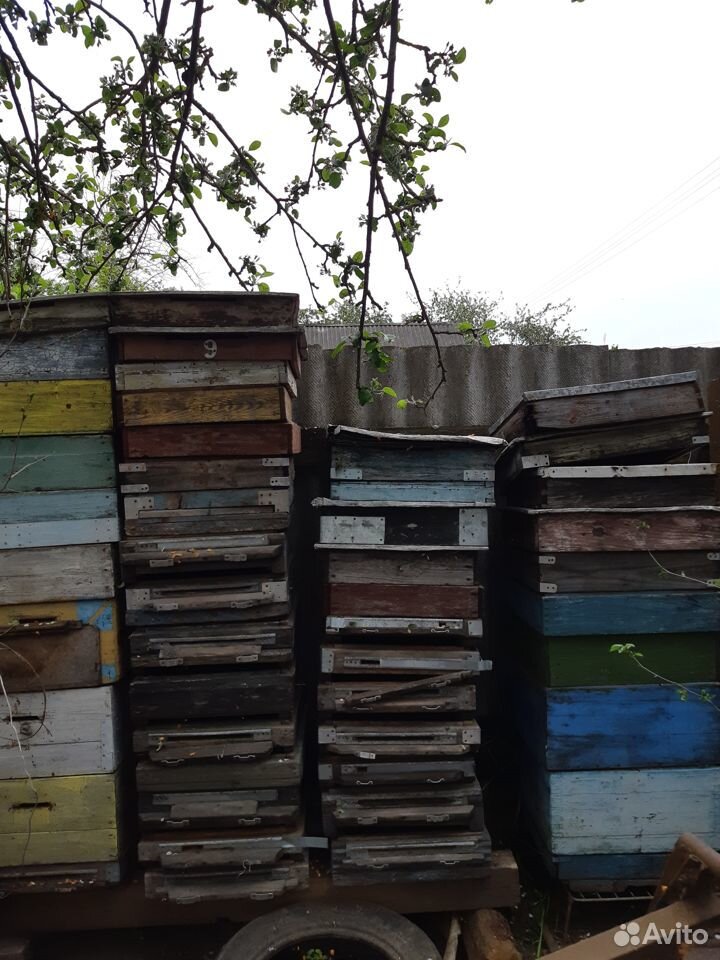 Продаются пчёлы купить на Зозу.ру - фотография № 1