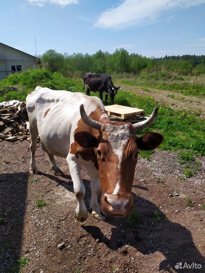 Коровы и быки купить на Зозу.ру - фотография № 2