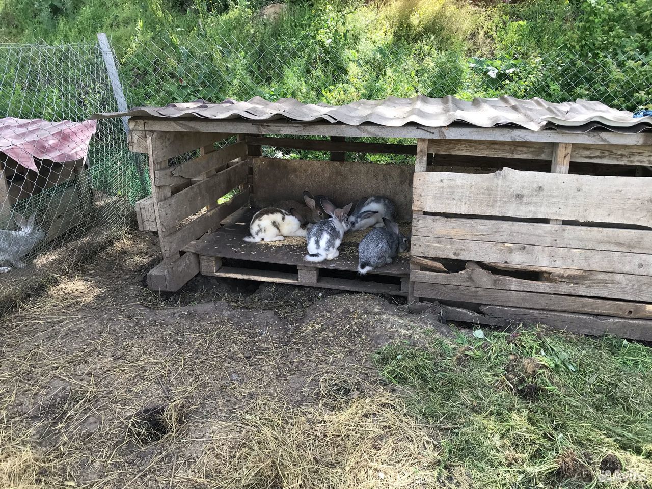 Продаю живых кроликов купить на Зозу.ру - фотография № 6