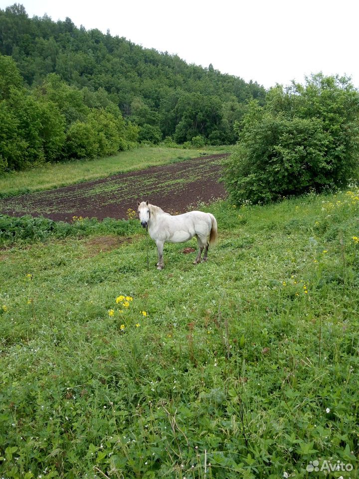Лошадь с телегой и сбруей купить на Зозу.ру - фотография № 1