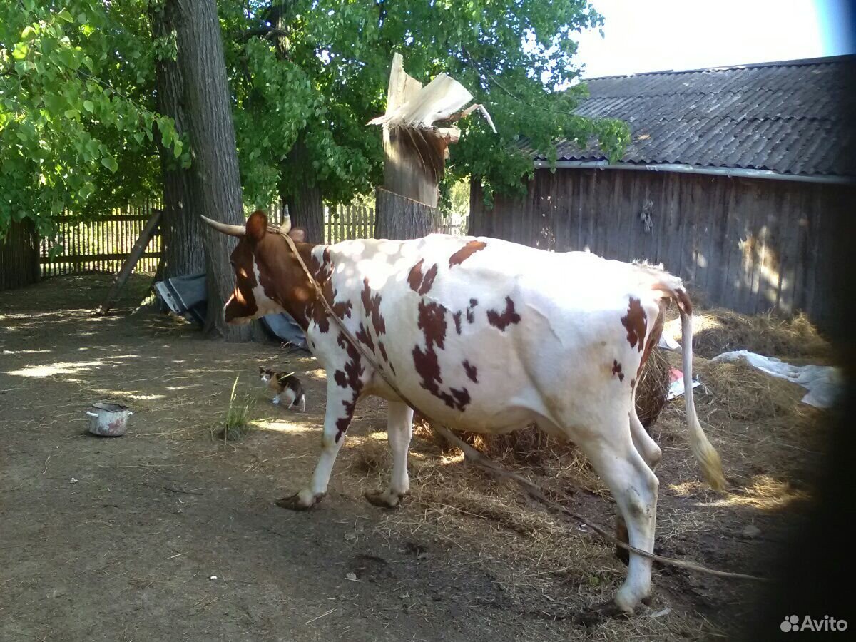 Корова айширской породы купить на Зозу.ру - фотография № 2