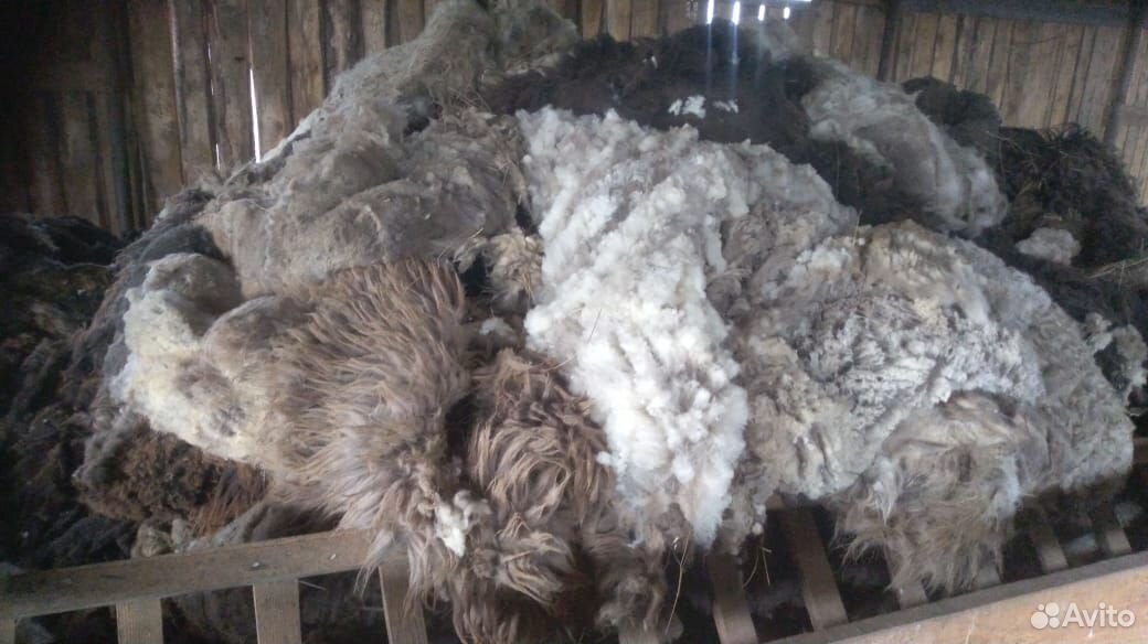 Шерсть овец купить на Зозу.ру - фотография № 1