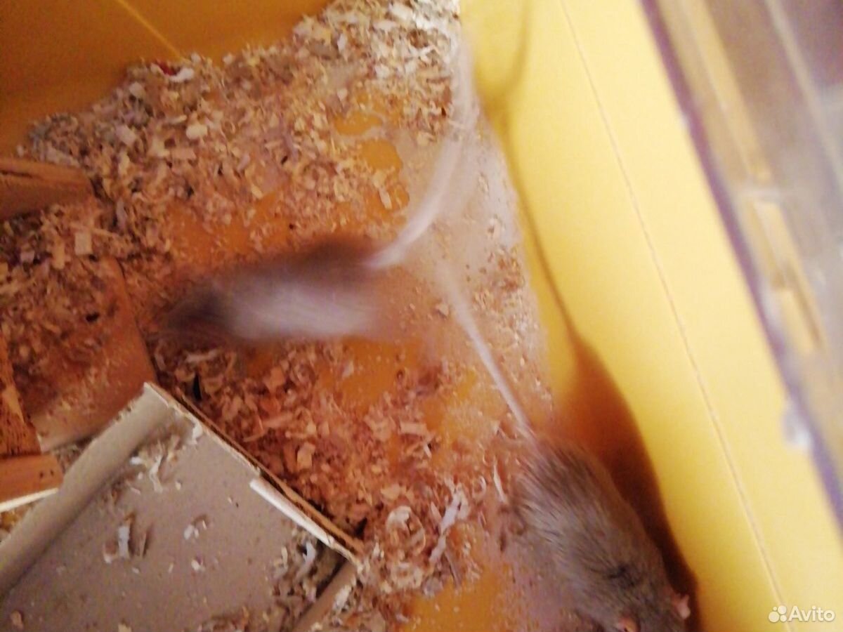 Мышки песчанки купить на Зозу.ру - фотография № 3