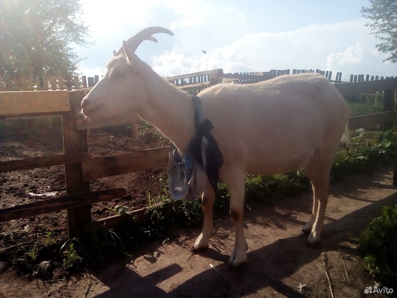 Козел 2 года,коза покрытая 1.5 года купить на Зозу.ру - фотография № 5