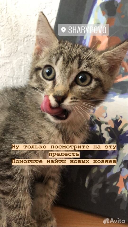 Котёнок девочка купить на Зозу.ру - фотография № 1