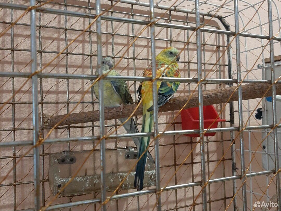 Продаю пару попугаев с клеткой купить на Зозу.ру - фотография № 2
