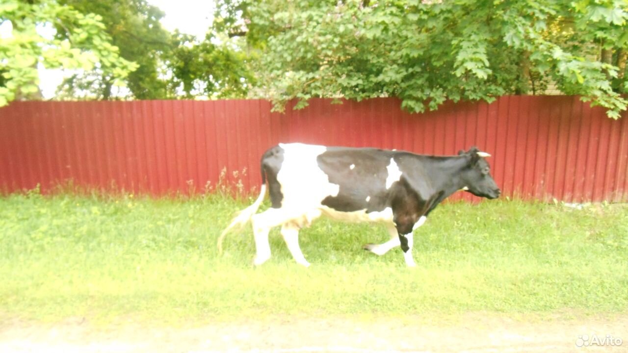 Продам 2 коровы и 3-х телят купить на Зозу.ру - фотография № 2