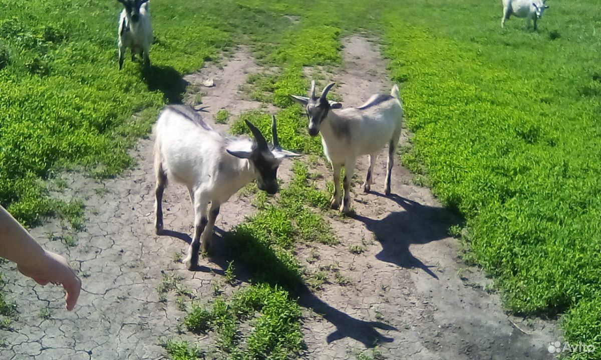 Продам две козачки породы нуйбийской и козла не до купить на Зозу.ру - фотография № 4