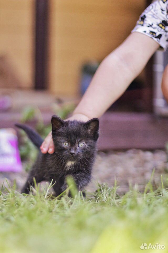 Котенок - черный/мальчик купить на Зозу.ру - фотография № 1