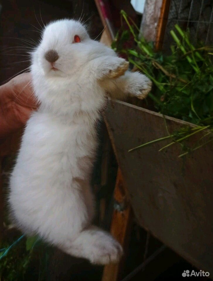 Маленькие кролики купить на Зозу.ру - фотография № 5