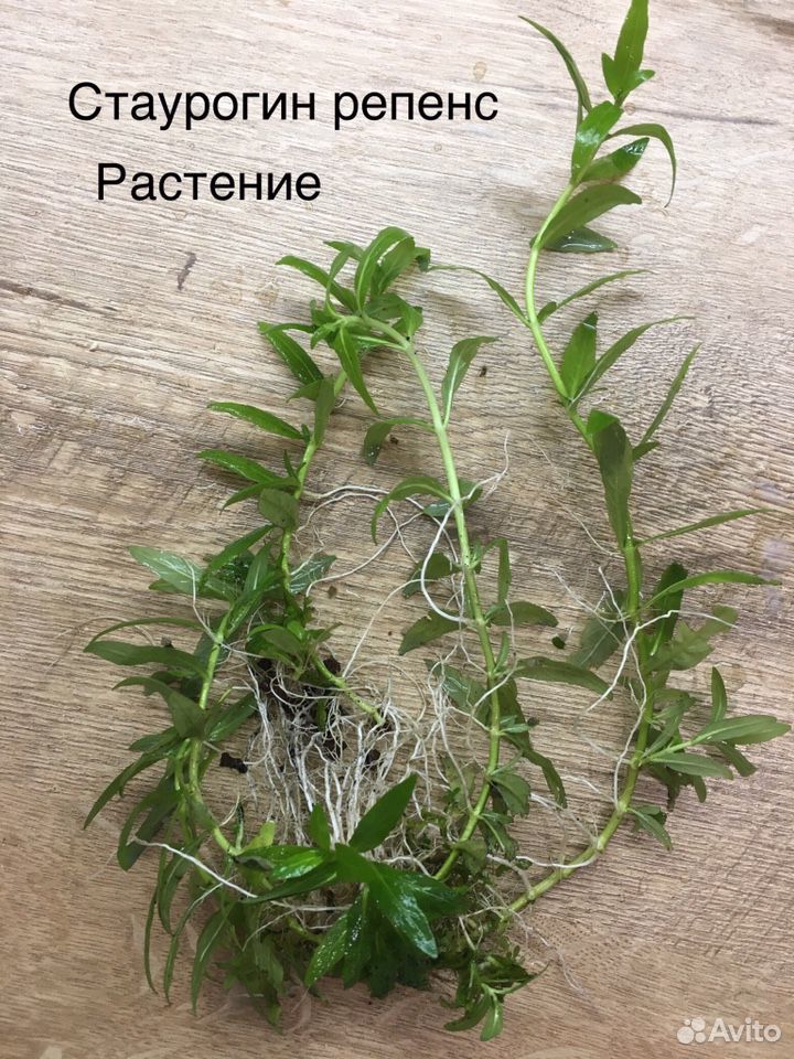 Растения для аквариума (разные) купить на Зозу.ру - фотография № 2