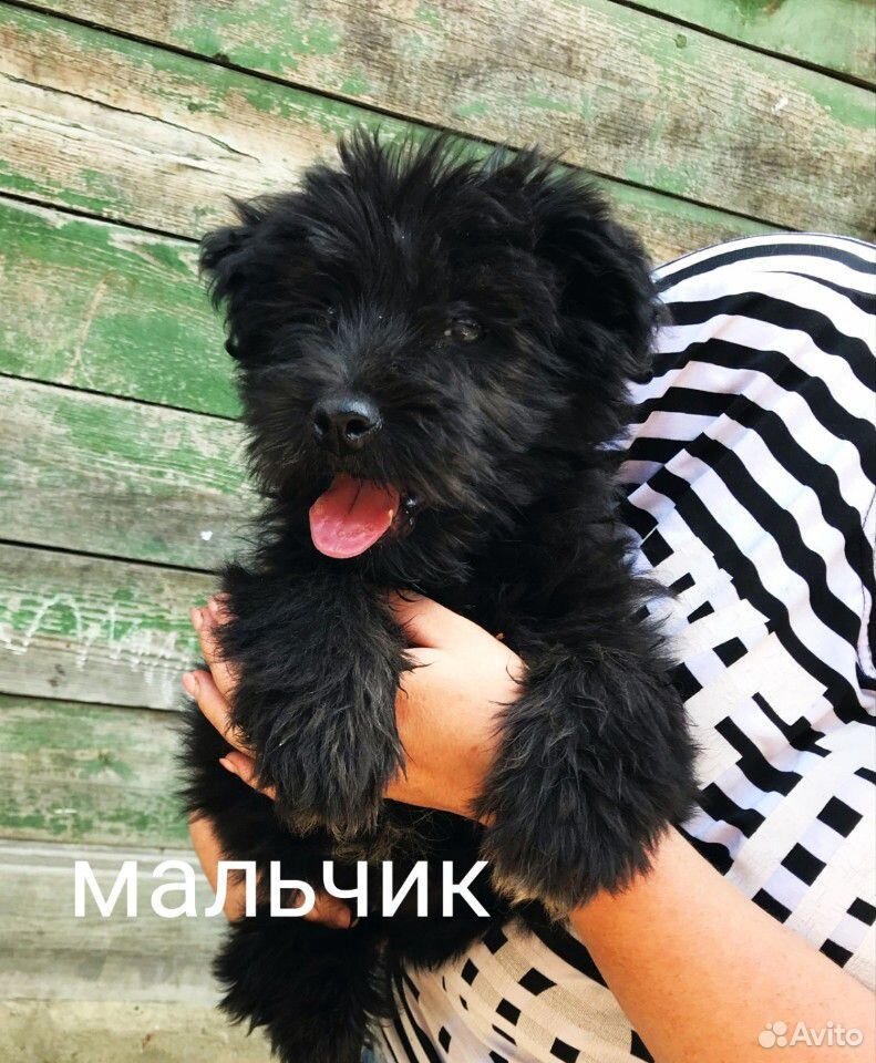 Пушистые щенки купить на Зозу.ру - фотография № 1