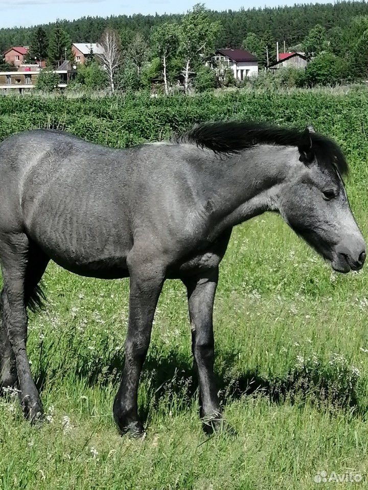 Лошади купить на Зозу.ру - фотография № 10