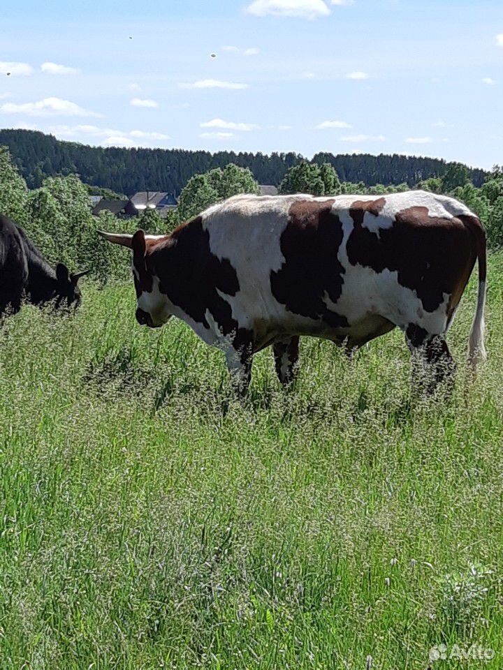 Корова, бык купить на Зозу.ру - фотография № 2