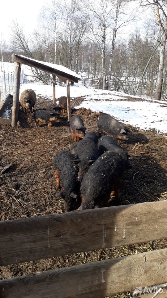 Венгерская Мангалица супоросные свиноматки купить на Зозу.ру - фотография № 2