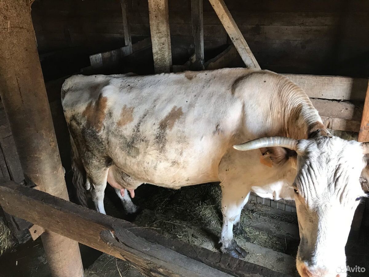Продается корова с телятами купить на Зозу.ру - фотография № 2