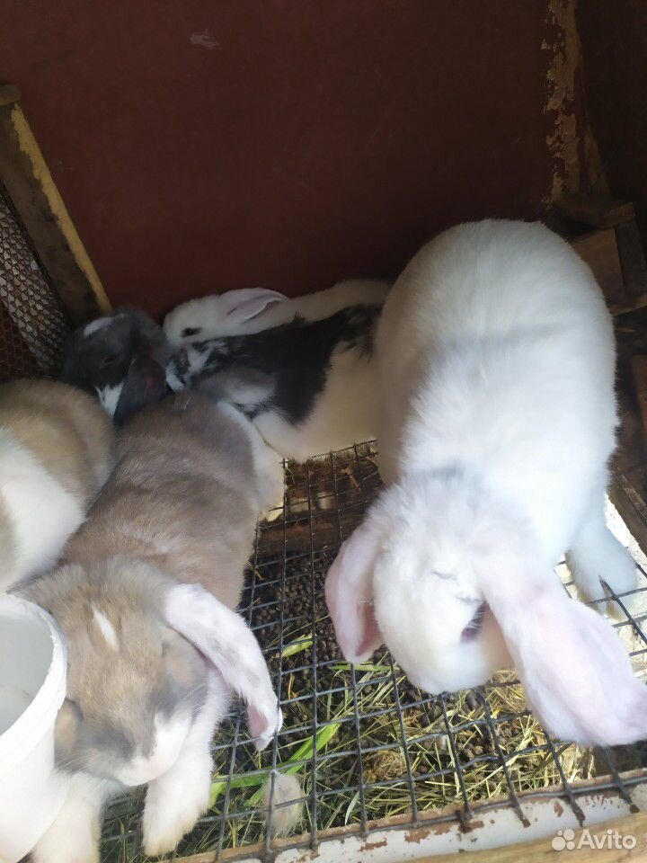 Кролики Фр баран купить на Зозу.ру - фотография № 2