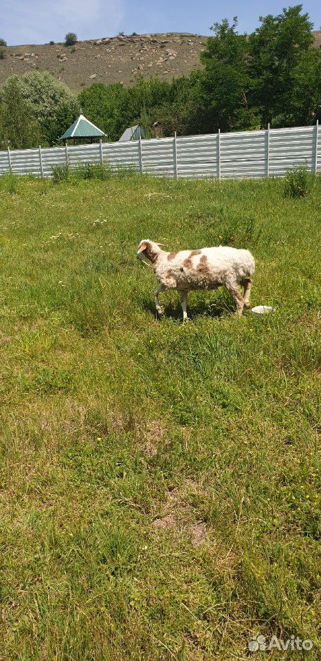 Продаются козлята и овца купить на Зозу.ру - фотография № 3