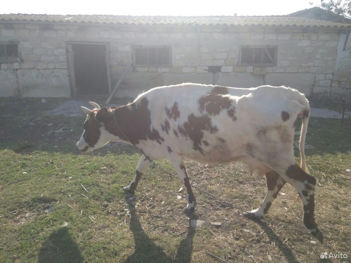 Корова молочная, бычок, телочки, козы, барашки купить на Зозу.ру - фотография № 8