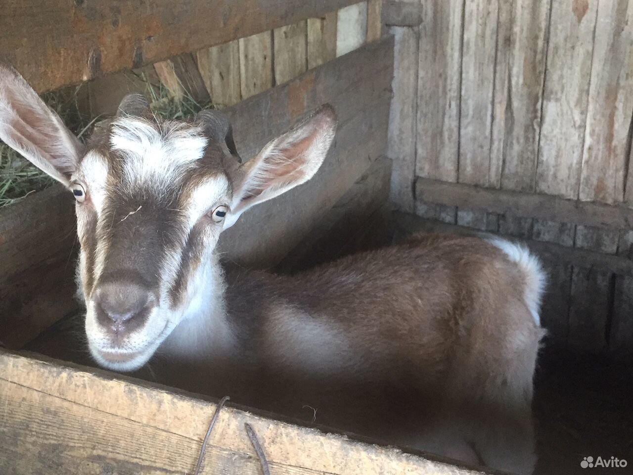 Молочные дойные козы, и козлята купить на Зозу.ру - фотография № 3
