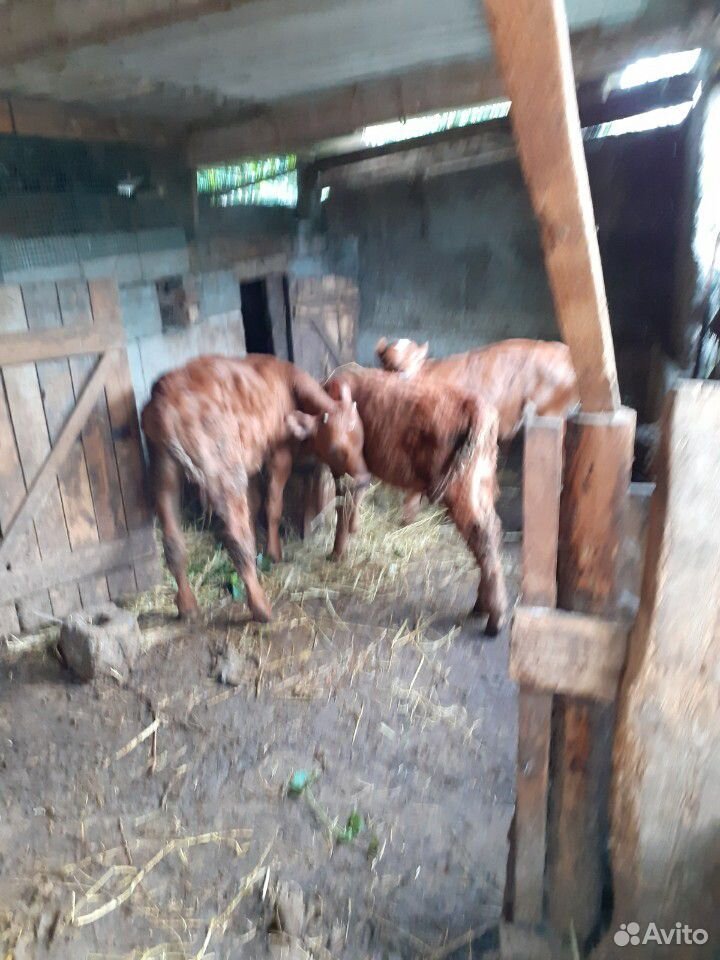 Корова бычки купить на Зозу.ру - фотография № 4