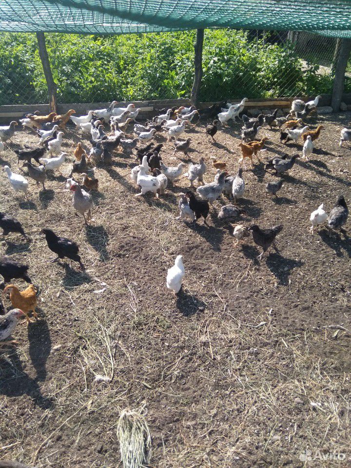 Цыплята от 1 дня до 3 месяцев купить на Зозу.ру - фотография № 1