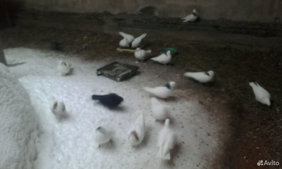 Пермские голуби купить на Зозу.ру - фотография № 6