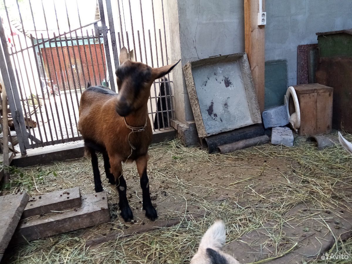 Продам козлят или поменяю на овечку купить на Зозу.ру - фотография № 1