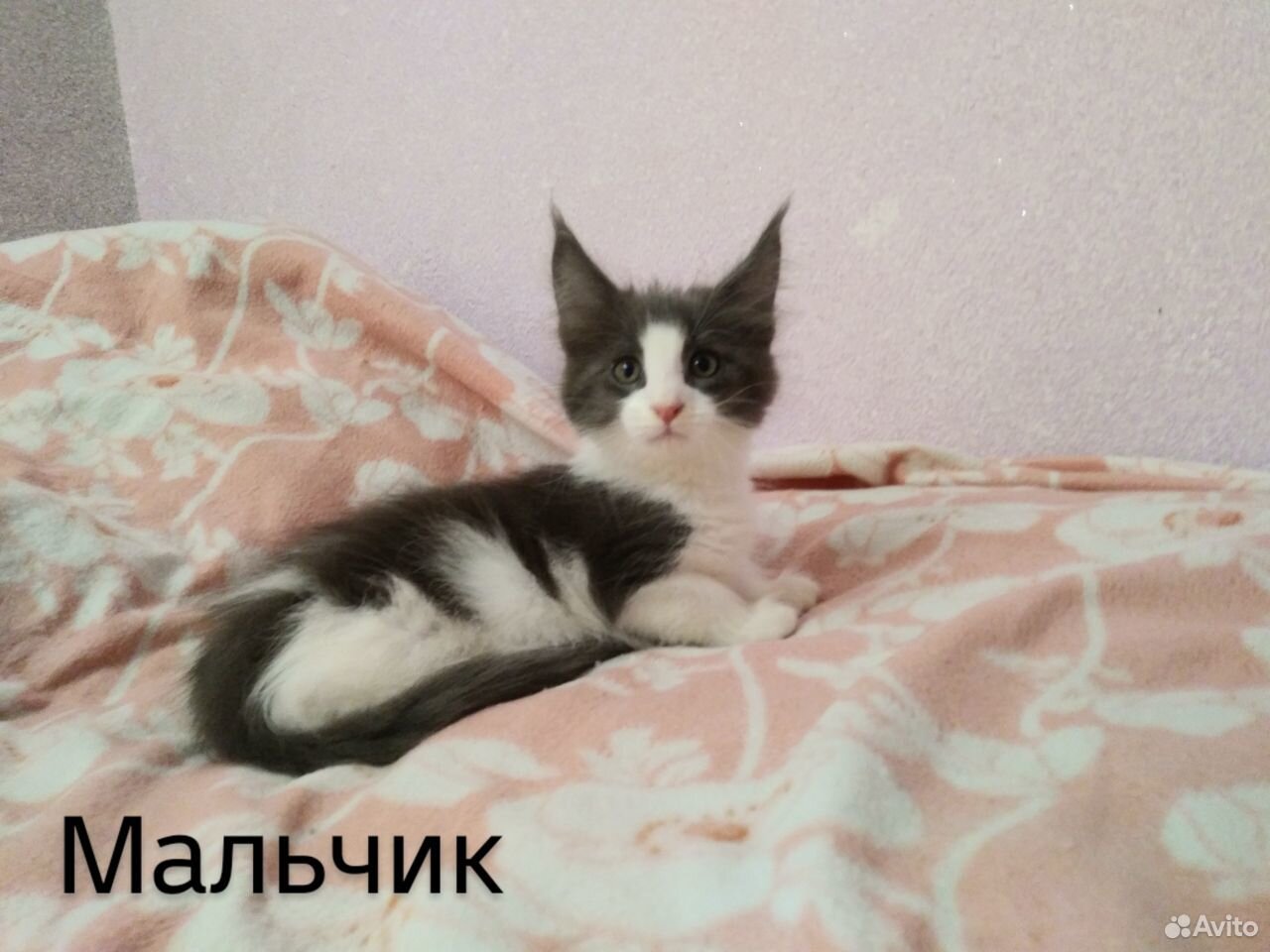 Котята мейн-куна купить на Зозу.ру - фотография № 2