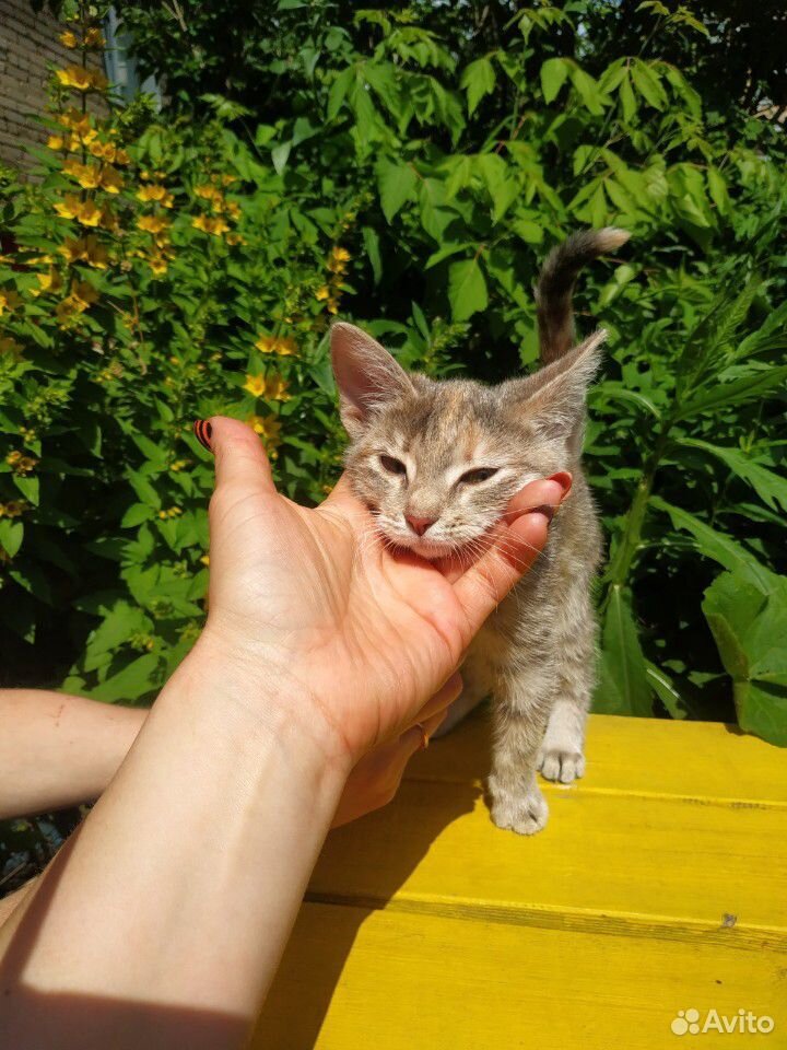 Котенок девочка в дар купить на Зозу.ру - фотография № 1