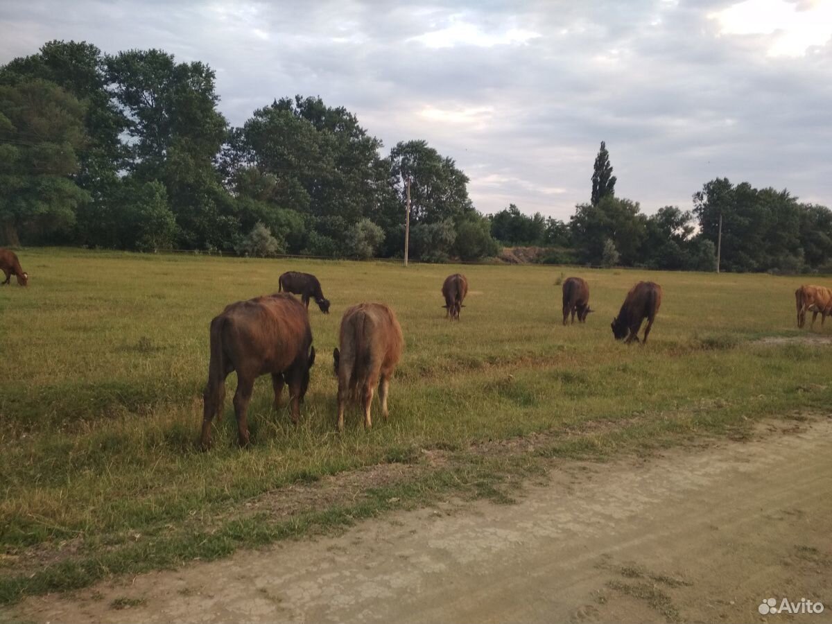 Бычки, буйволы купить на Зозу.ру - фотография № 1