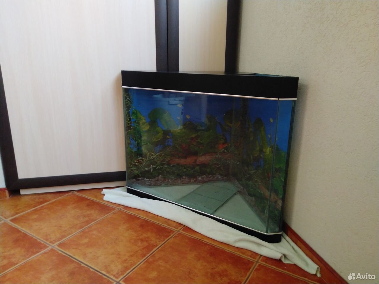 Продается угловой аквариум купить на Зозу.ру - фотография № 2