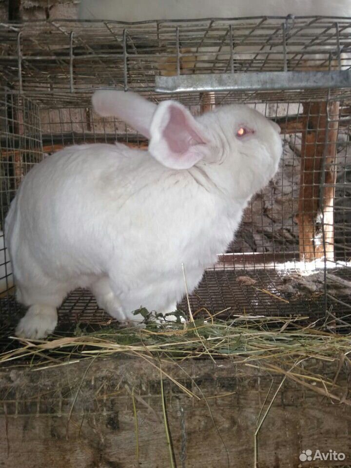 Кролики белый фландр купить на Зозу.ру - фотография № 2